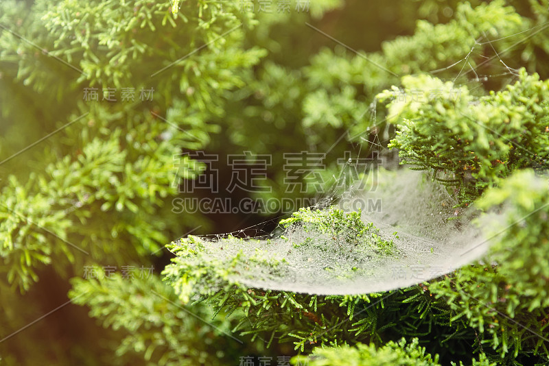 鲜绿蕨叶上的蜘蛛网，以大自然为背景。泰国。