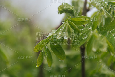 雨滴落在树叶上