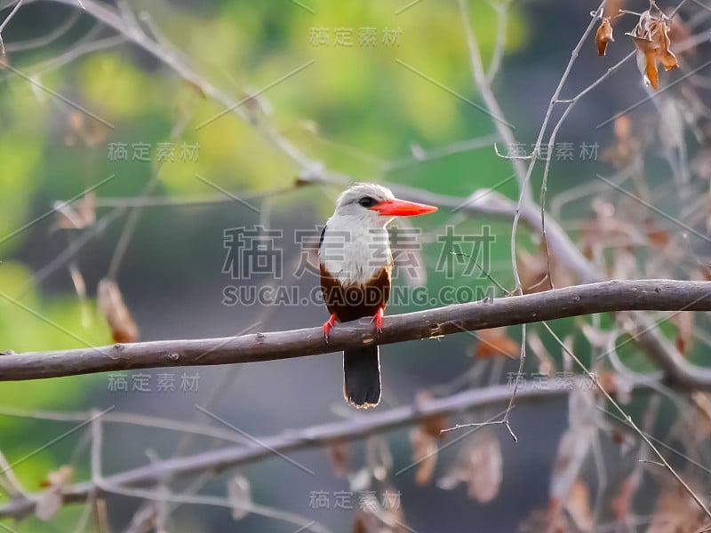 一种坐在树上小心觅食的灰头翠鸟(翡翠翠鸟)