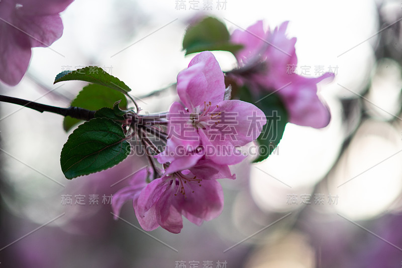 嫩枝上开着粉红色的花，春天来了