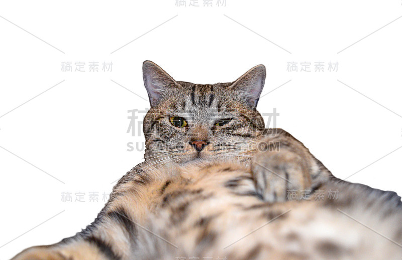 灰色虎斑猫在自拍，躺在他的相机，孤立在白色