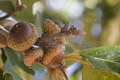 树枝上的橡子特写