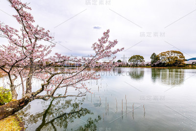 日本京都岚山地区春季大阪府池边的樱花树