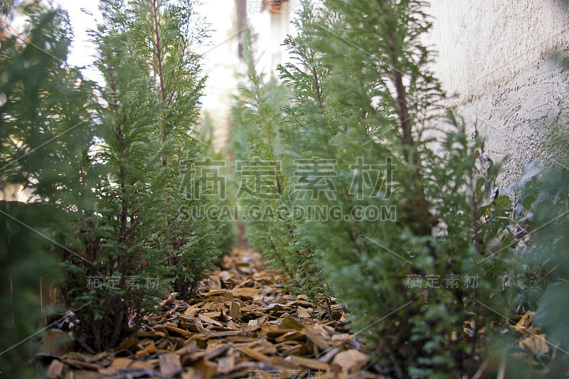 阿伯个人简历豆芽