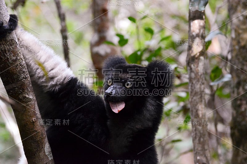 大狐猴，马达加斯加最大的狐猴