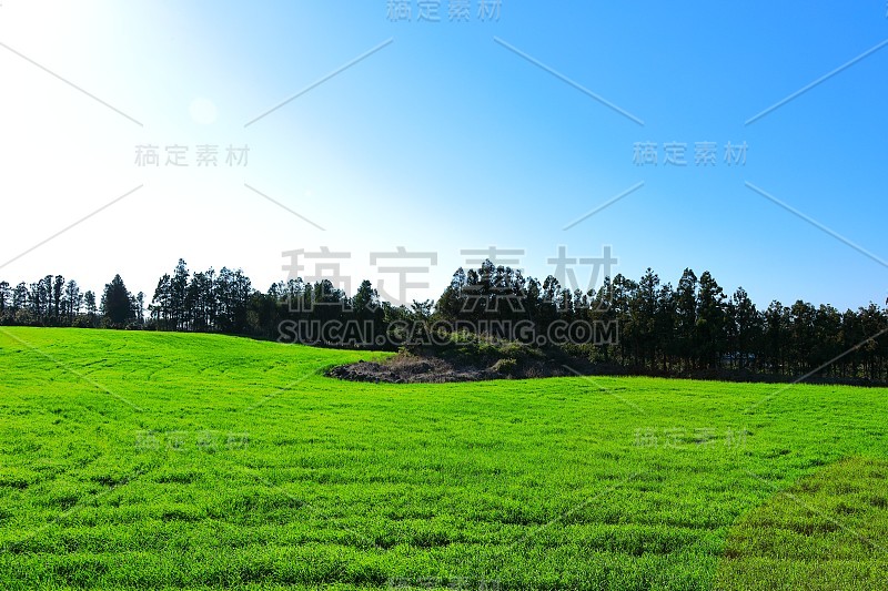 樱花、牧场、田野、樱花树、李子、油菜花、村庄、