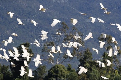 硫冠凤头鹦鹉(凤头凤头鹦鹉)，澳大利亚昆士兰