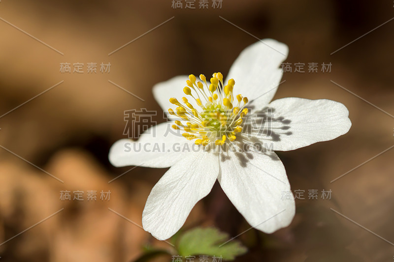 木银莲花(anemone nemorosa)生于阴木，毛茛科毛茛科的早春花。风花，针茅或嗅狐白银莲花