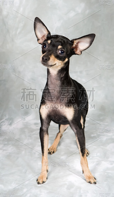俄罗斯玩具狗