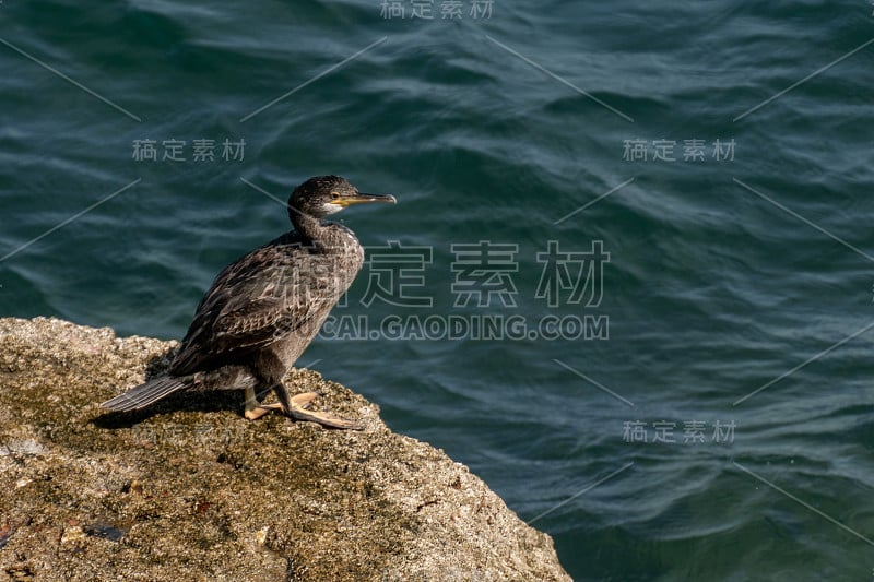 加的斯海边的小鸬鹚