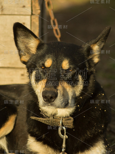 狗