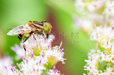 蜜蜂坐在野花上
