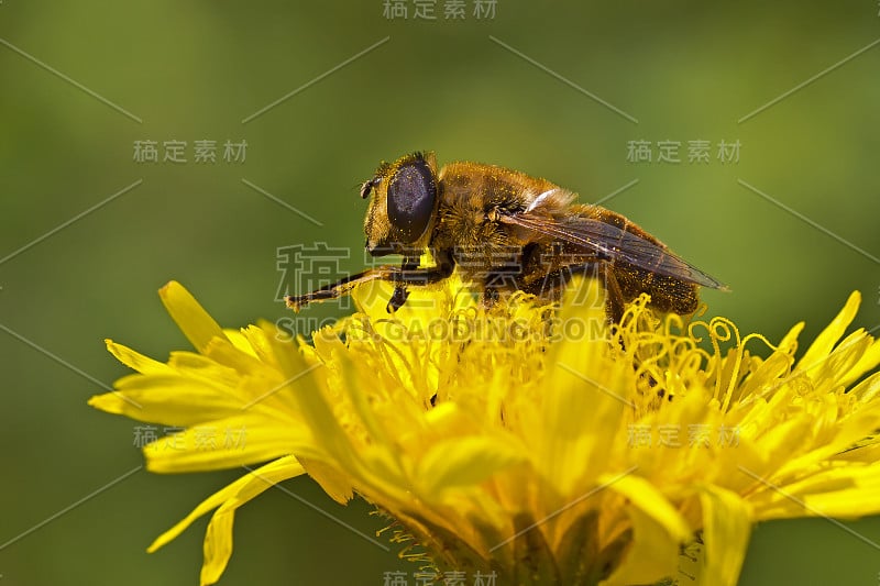 花粉中的蜜蜂从花中采集花蜜