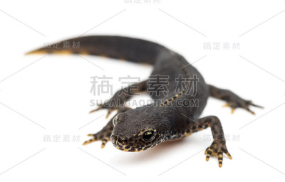 白色背景下的高山蝾螈，高山鱼龙，以前的高山三尾蝾螈和高山中尾蝾螈