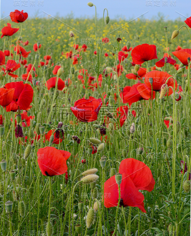 田野的红色罂粟花(Papaver rhoeas)近。这种植物也被称为玉米玫瑰，普通，玉米，田，佛兰德