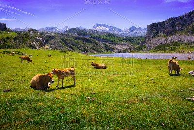 山脉景观与湖泊和牧场