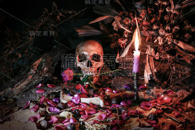 静物，爱永不为心灵而死