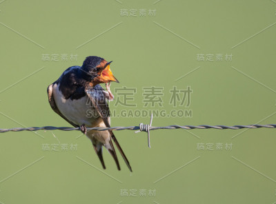 Hirundo rustica