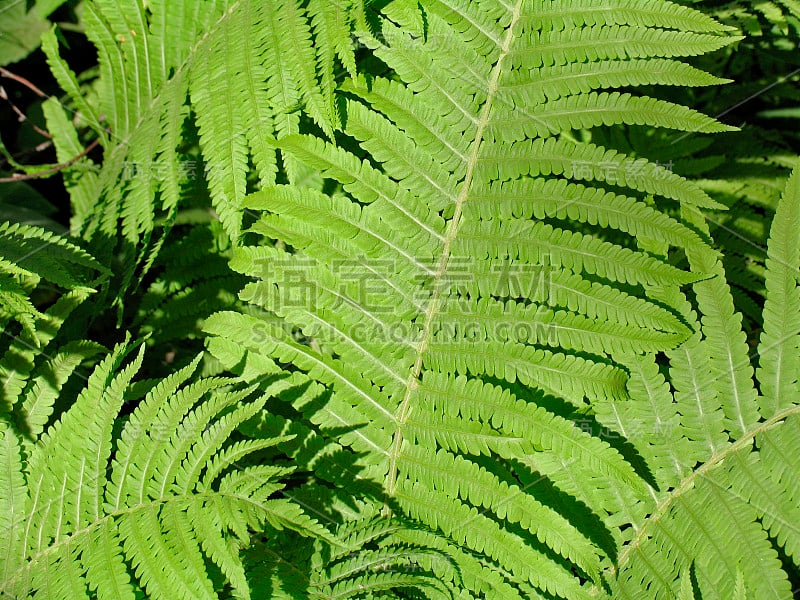 Pteridium