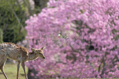 日本奈良的鹿和樱花