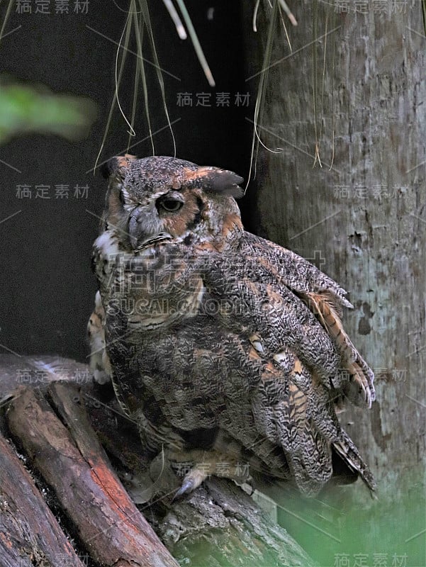 佛罗里达大角猫头鹰