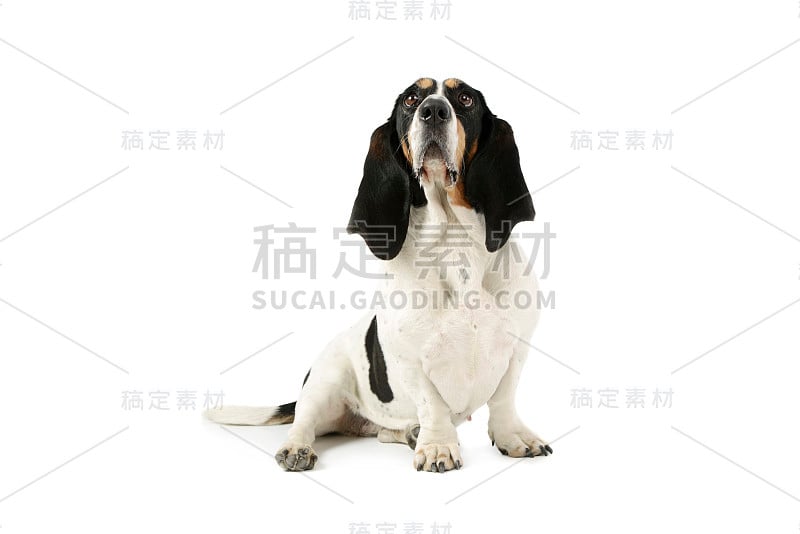 工作室拍摄的可爱的巴吉度猎犬