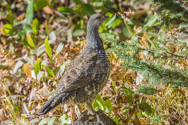 暗松鸡(Dendragapus obscurus)是一种森林松鸡，原产于落基山脉。黄石国家公园