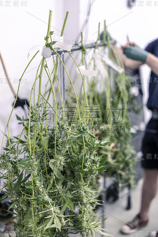 室内温室设施大麻产业收获