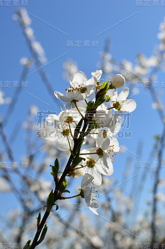 春天的樱花