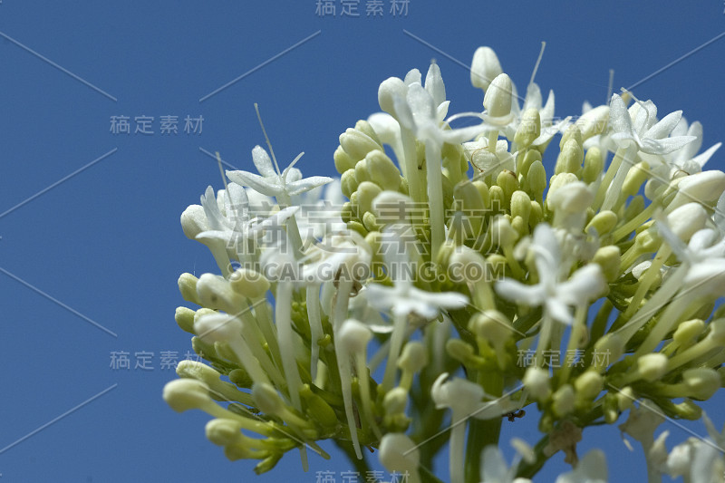 Centranthus;红色的;缬草