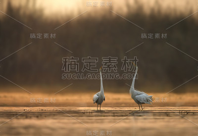 日出时的大白鹭