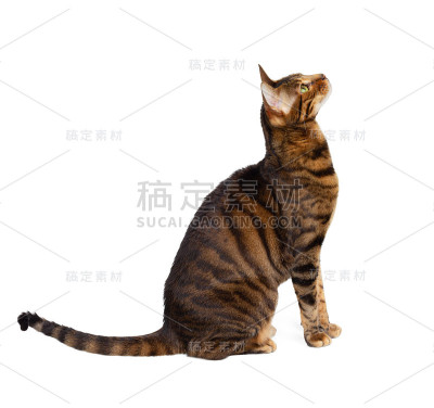 玩具猫侧身坐着，向上看。