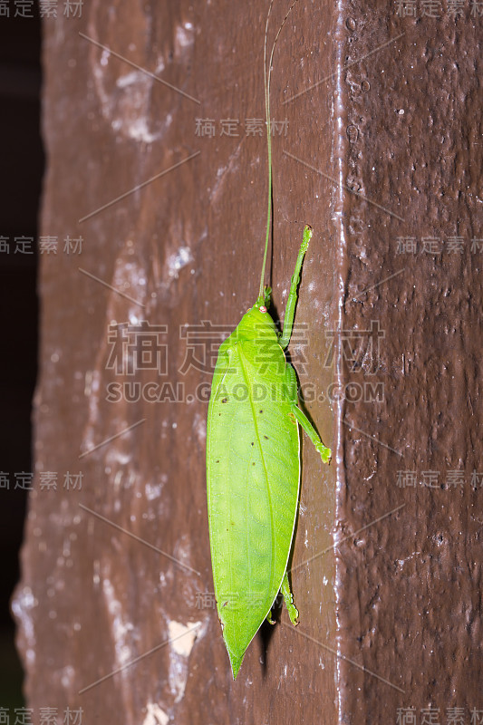 长角蚱蜢或蟋蟀