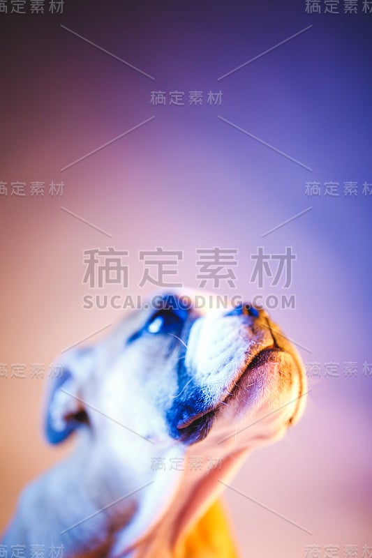 可爱的牛头犬小狗为相机摆姿势