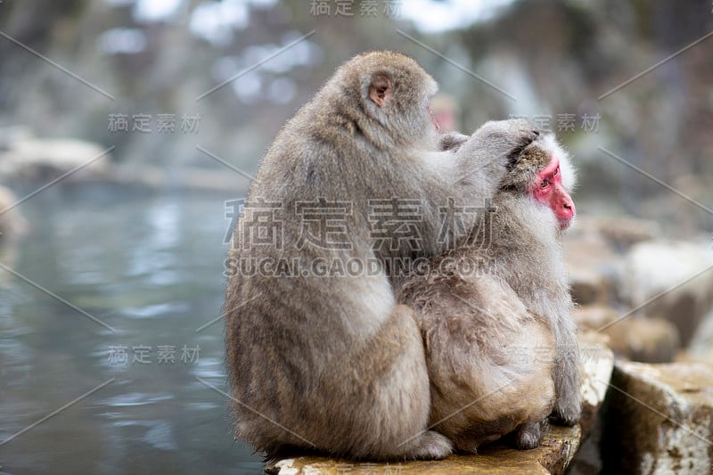 野生动物日本猴子