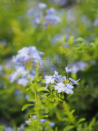 天花，一束靛蓝花，在自然背景模糊的花园里的蓝色学名龙葵，姓龙葵科
