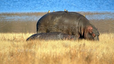河马妈妈和宝宝