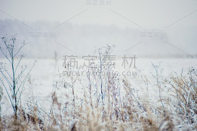 长满了霜冻的香蒲