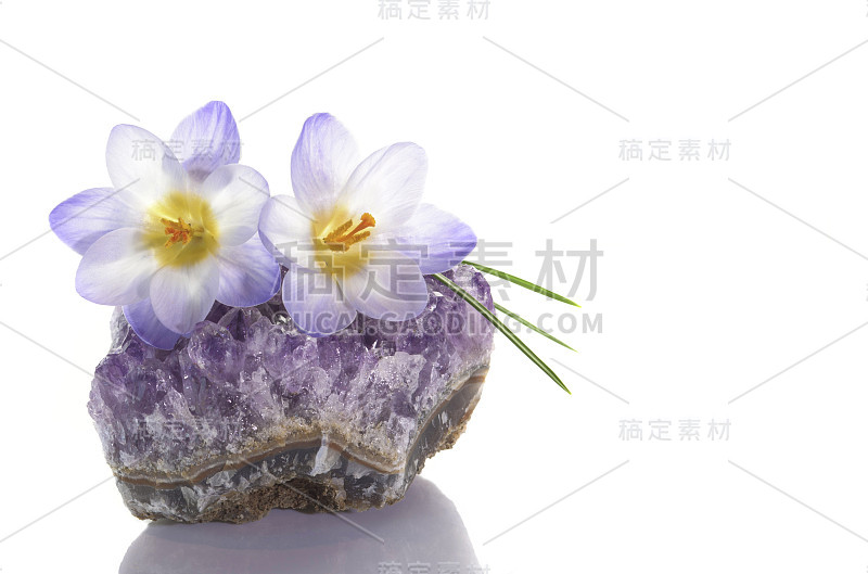 紫水晶簇上的番红花