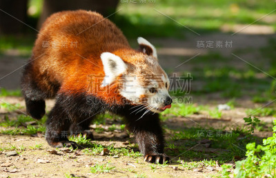 小熊猫在地上行走