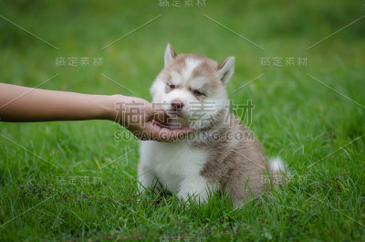 女人的手在玩小狗