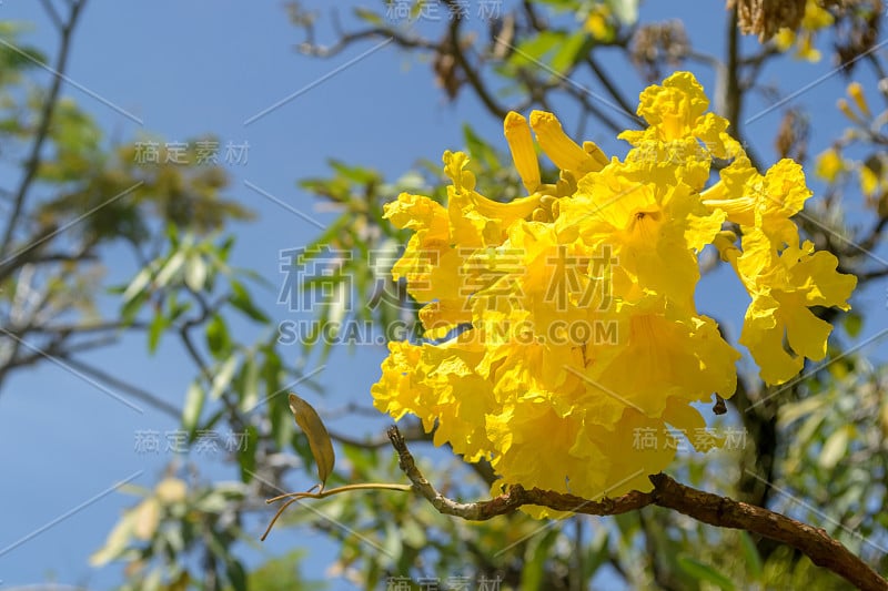 黄色的檀香花与蓝天为背景;