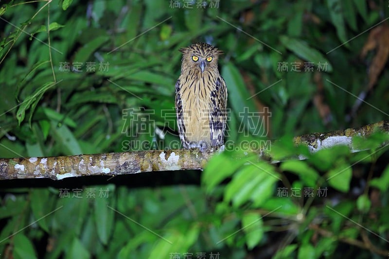 马来西亚的Buffy Fish Owl (Ketupa ketupu)