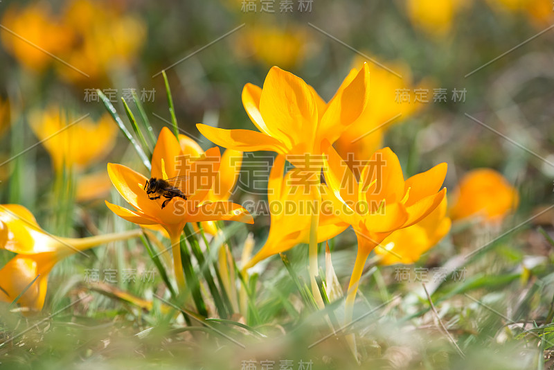 藏红花在春季选林重点，拷贝空间