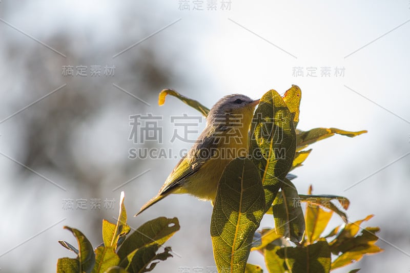 这是一只叶莺的照片