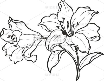 莉莉花。盛开的百合。卡片上盛开的百合花。
