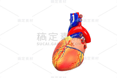 在白色背景下分离的人类心脏模型