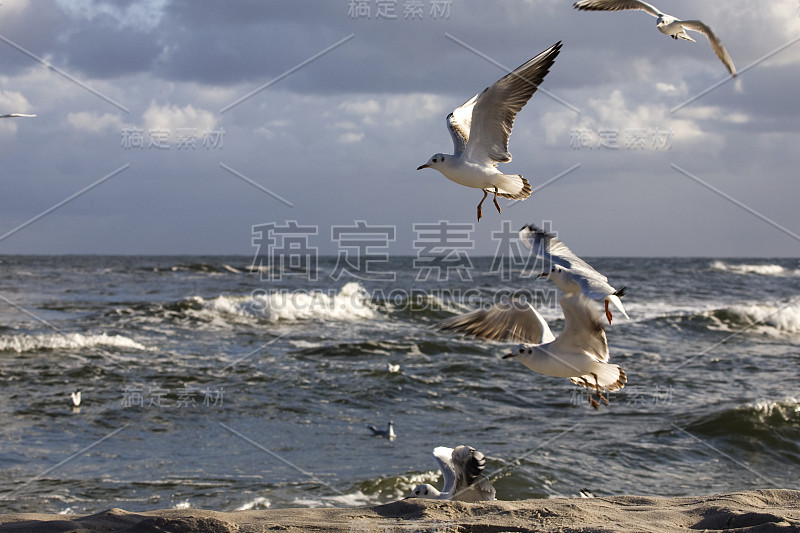 海鸥