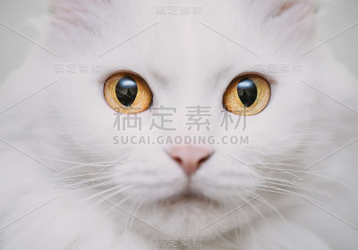 白色的猫