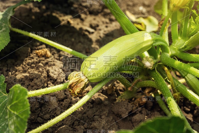 在蔬菜园里生长的夏季骨髓。布什生物西葫芦。在蔬菜园艺中种植西葫芦。简单地种西葫芦，在花园里种成熟的西